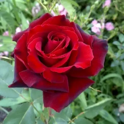 Роза ТАБУ чайно-гибридная в Бресте