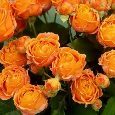 саженцы розы Корал Баблс