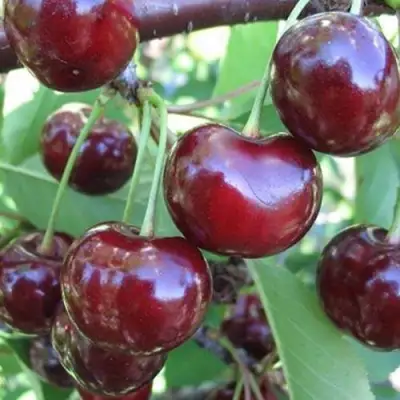 Вишня ЖАДАНА в Бресте