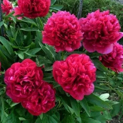 Пион БЕЛГРАВИЯ травянистый в Бресте