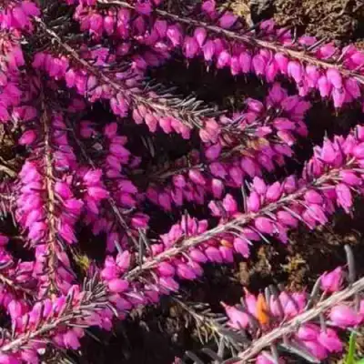 ЭРИКА "АЛЬПИЙСКИЙ ВЕРЕСК" (зимующая) сорт АТРОРУБРА в Бресте