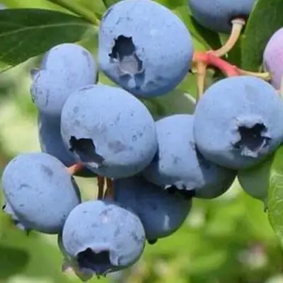 Голубика ДАРРОУ в Бресте