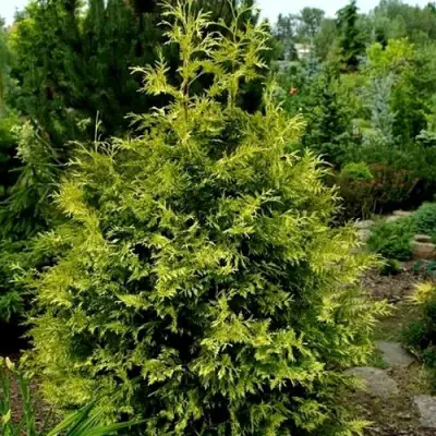 Туя ЗЕБРИНА ЭКСТРА ГОЛД складчатая в Бресте