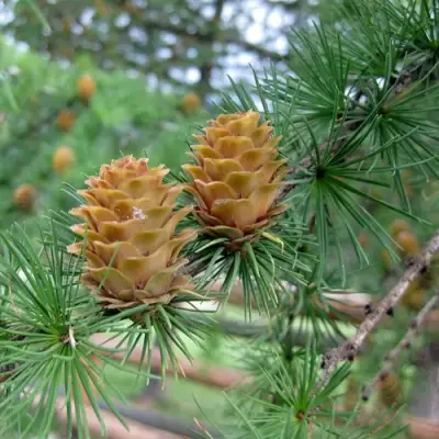 Лиственница КЕМПФЕРА в Бресте