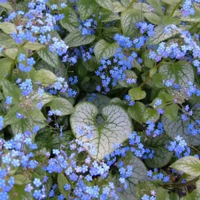 Бруннера ДЖЭК ФРОСТ в Бресте