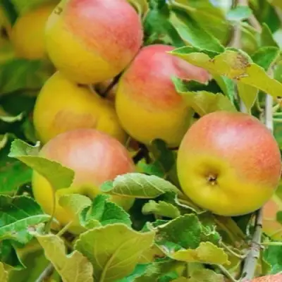 Яблоня ПАМЯТЬ БЛЫНСКОГО колонновидная в Бресте