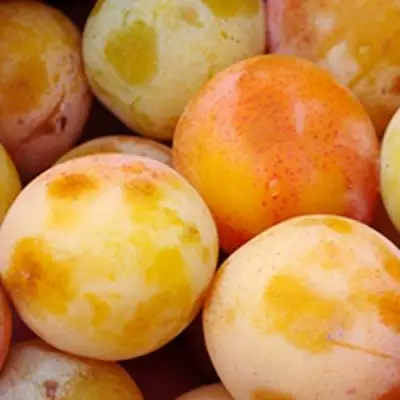 Слива ЯХОНТОВАЯ в Бресте