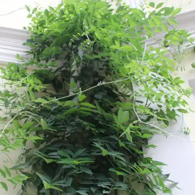 Глициния макростахия БЛЮ МУН в Бресте