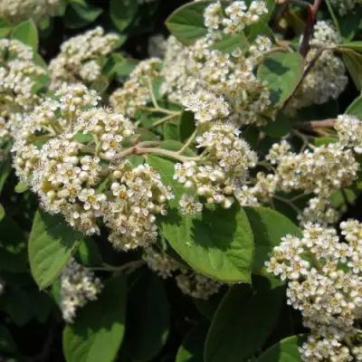 Кизильник пузырчатый в Бресте