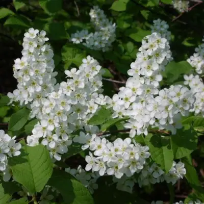 Черемуха ПАМЯТИ САЛАМАТОВА в Бресте