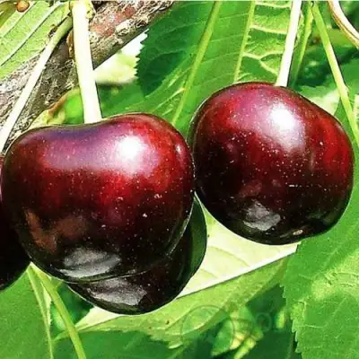 Черешня САММИТ в Бресте