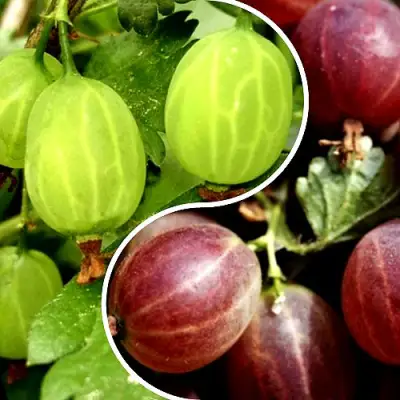 Комплект СКАЗКА в Бресте