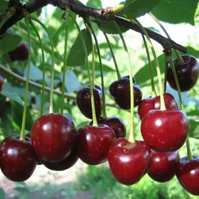 Вишня БЫСТРИНКА в Бресте