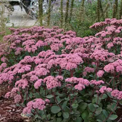 Очиток (седум) МАТРОНА в Бресте