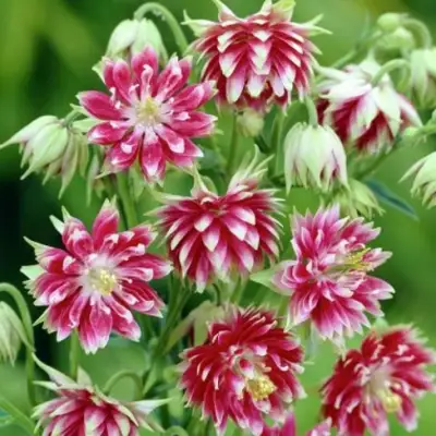 Аквилегия БАРЛОУ НОРА гибрид МакКаны в Бресте