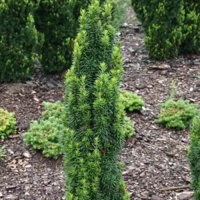 Тис ВОЙТЕК средний  в Бресте