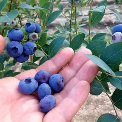 Голубика НОРТ КАНТРИ в Бресте