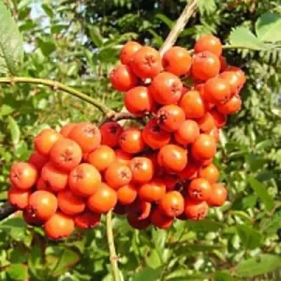 Рябина КОНЦЕНТРА сладкоплодная в Бресте