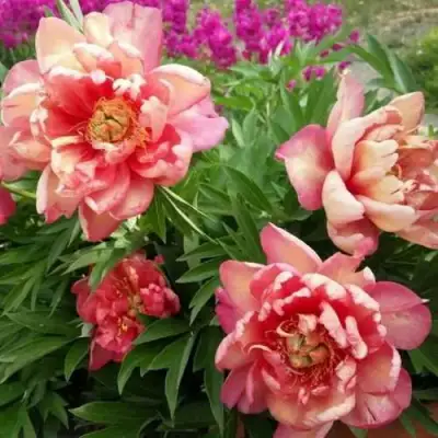 Пион ДЖУЛИЯ РОУЗ ито-гибрид в Бресте