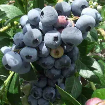 Голубика КРОЭТЭН в Бресте