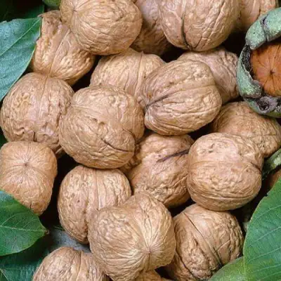 Грецкий орех ПРЕЗИДЕНТ в Бресте