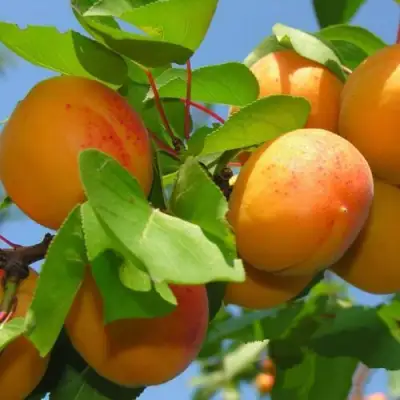 Абрикос КИЕВСКИЙ РАННИЙ в Бресте