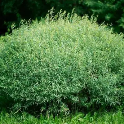 Ива НАНА пурпурная в Бресте