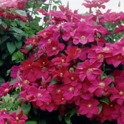 Клематис РУЖ КАРДИНАЛ в Бресте