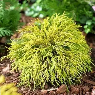 Кипарисовик ВАВЕЛ горохоплодный в Бресте