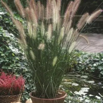 Пеннисетум ХАМЕЛН в Бресте