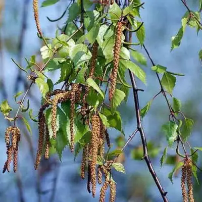 Береза ПОВИСЛАЯ в Бресте