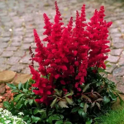 Астильба ГЛАТ Арендса в Бресте