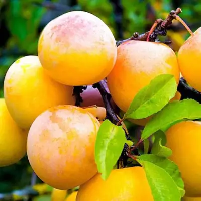 Слива МИНСКАЯ в Бресте