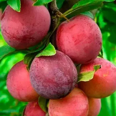 Слива КЛЕОПАТРА в Бресте