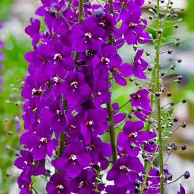 Коровяк ВИОЛЕТТА (вербаскум) в Бресте