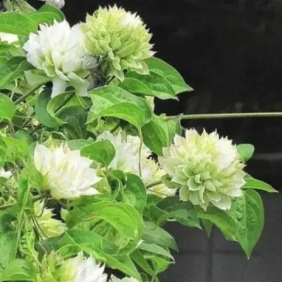 Клематис КОХАНА в Бресте