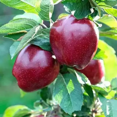 Яблоня РЕД ДЕЛИШЕС в Бресте