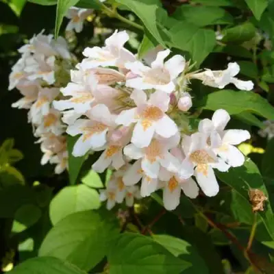 Кольквиция прелестная в Бресте