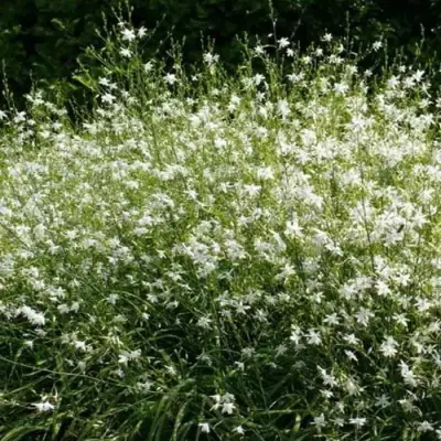 Венечник ветвистый в Бресте