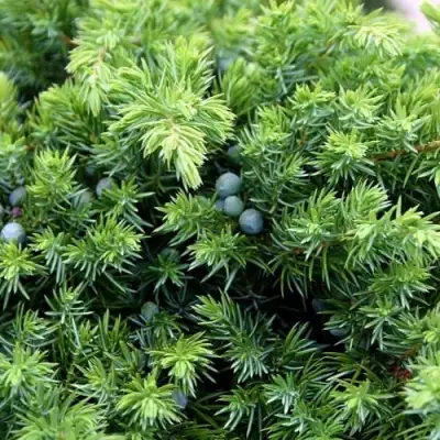 Можжевельник ШЛЯГЕР прибрежный в Бресте