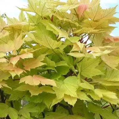 Клен ложноплатановый в Бресте