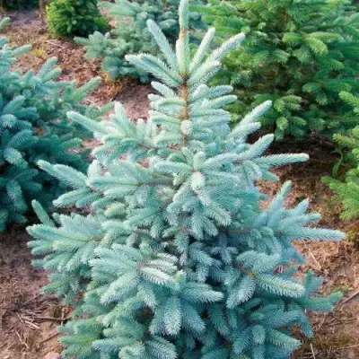 Ель КЕЙБАБ колючая в Бресте