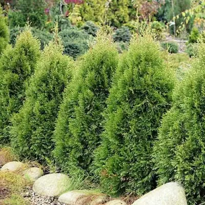 Туя СМАРАГД ВИТБОНТ западная в Бресте