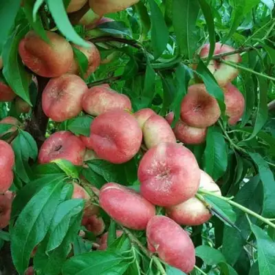 Нектарин КОНЦЕТТИНА в Бресте