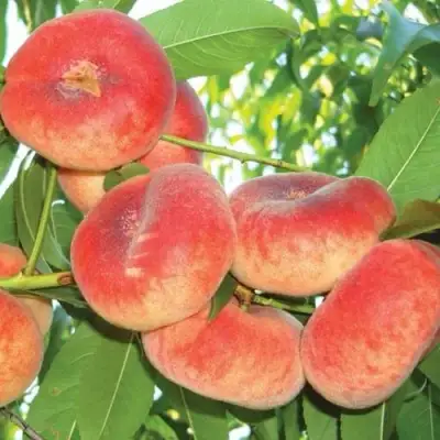 Персик САТУРН ИНЖИРНЫЙ в Бресте