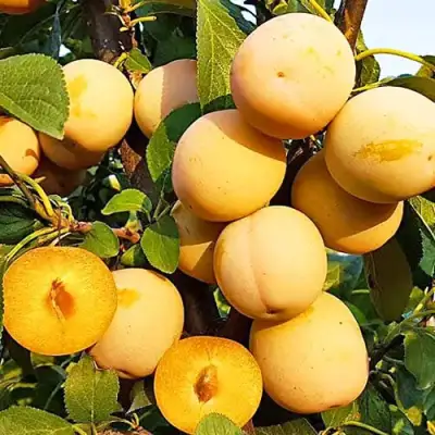 Слива РЕНКЛОД ранний в Бресте