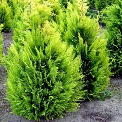 Кипарисовик ИВОНЕ лавсана в Бресте