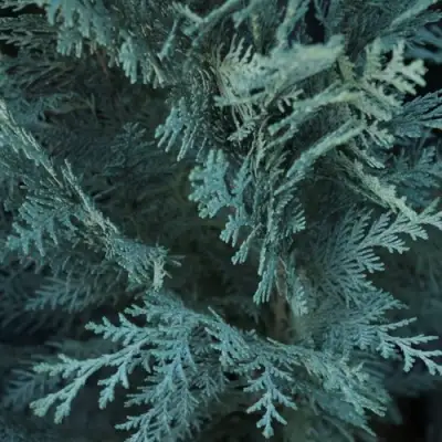 Кипарисовик ВАН ПЕЛЬТС БЛЮ лавсона в Бресте