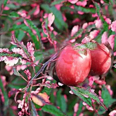 Слива ХЕССЕЙ декоративная в Бресте