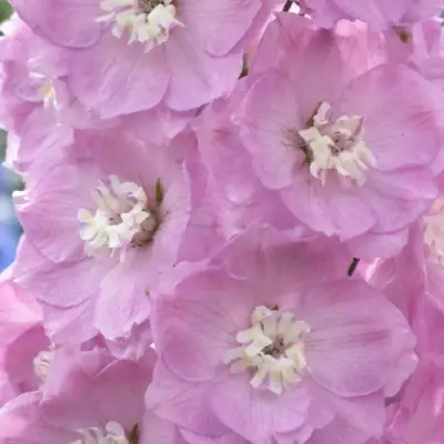 Дельфиниум ПЕТТИКОУТ гибридный в Бресте